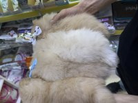 Dünyalar Tatlısı Japon Pomeranian Yavrularımız