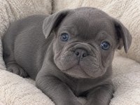 Orjinal blue french bulldog bebekler