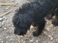 Siyah genç erkek köpeğimiz