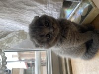 British shorthair yavrularımız yeni sahiplerini arıyor