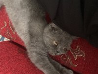 3 aylık yavru scottish fold bebiş