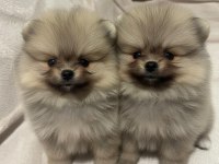 A++ Pomeranian Yavrular