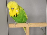 Show jumbo muhabbet kuşu