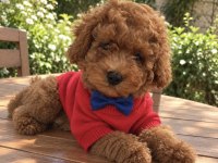 Ped Eğitimli Toy Poodle Yavrumuz