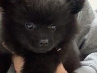 2-3 aylık pomeranian spitz