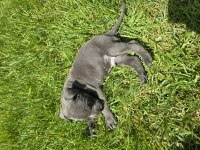 İSTANBULDA 45 GÜNLÜK SAFKAN BLUE CANE CORSO