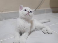 Muhteşem yavrular scottish