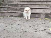 Pomeranian boo
