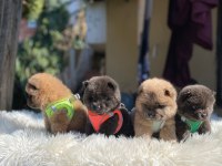 SON KALAN CHOW CHOW YAVRULAR