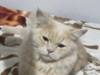 BRİTİSH LONGHAİR 9 AYLIK