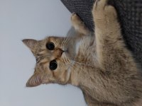 ESKİŞEHİR British shorthair silver shaded dişi