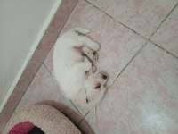 Jack russell anne malta terrier baba melez köpeğimiz