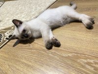 British shorthair yavrular