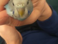 Yavru ele alışkın dişi muhabbet kuşu