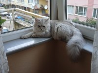 9 aylık oyuncu british longhair oğlumuz