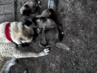 Dev Irk Anadolu çoban köpeği