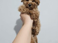 Toy poodle yavru köpekler