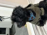 Bütün aşıları tam 4 aylık yavru maltipoo