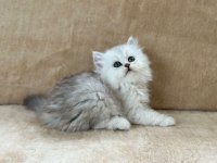 CHİNCHİLLA GÜZELLİKLER PODYUMDA