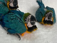BEBEK MACAWLAR