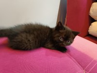 British shorthair kahverengi