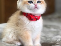 A Kalite British Shorthair Golden Yavrular