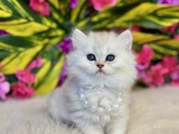 A KALİTE HER CİNS KEDİLER SINIRLI ADET