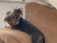 6 Aylık Erkek Yorkshire Terrier