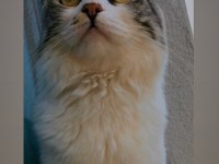 Kavuna kalıcı yuva Acil chinchilla