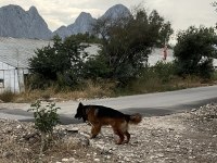 Safkan secereli alman kurdu sahiplendirme