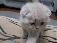 Bebek Kedilerimiz Buyuyor