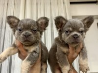 Egzotik French Bulldog
