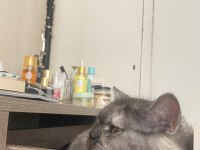 1 yaşında evcil aşıları tamam british shorthair