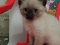 ORİJİNAL SİYAM KEDİSİ YAVRULARIMIZ