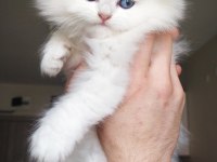 Full secereli british longhair As1133