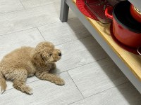 3 aylık yavru poodle