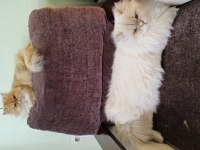 Üst sınıf British Longhair yavrularımız