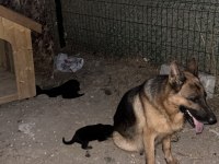 Safkan alman kurdu yavrularım