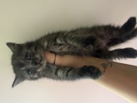 British shorthair 60 günlük kedimiz