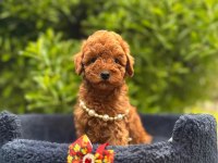 Safkan Toy Poodle Bebekler