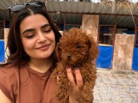 Kıvır Kıvır Kore Poodle Bebekler