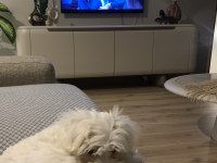 Balım Orijinal 1 Numara Maltese Terrier