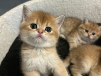 Ankaranın en seçkin golden british shorthair yavruları