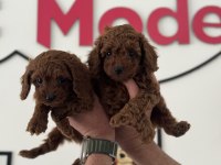 Petmede köpek çiftliğinde ziyarete açık toy poodle