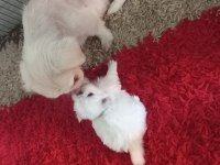 Yavru imperiyal dişi pekinez köpekler