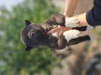 Akita Show