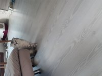 Scottish fold paşamıza yeni yuva arıyoruz