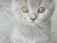 British shorthair son iki yavrumuz