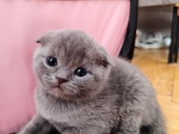 Scottish fold panda kafalar