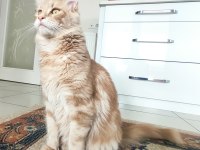 Yetişkin Üretim Şecereli Dişi Maine Coon